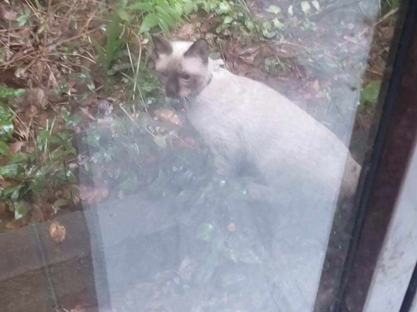 目撃された猫 目撃された猫