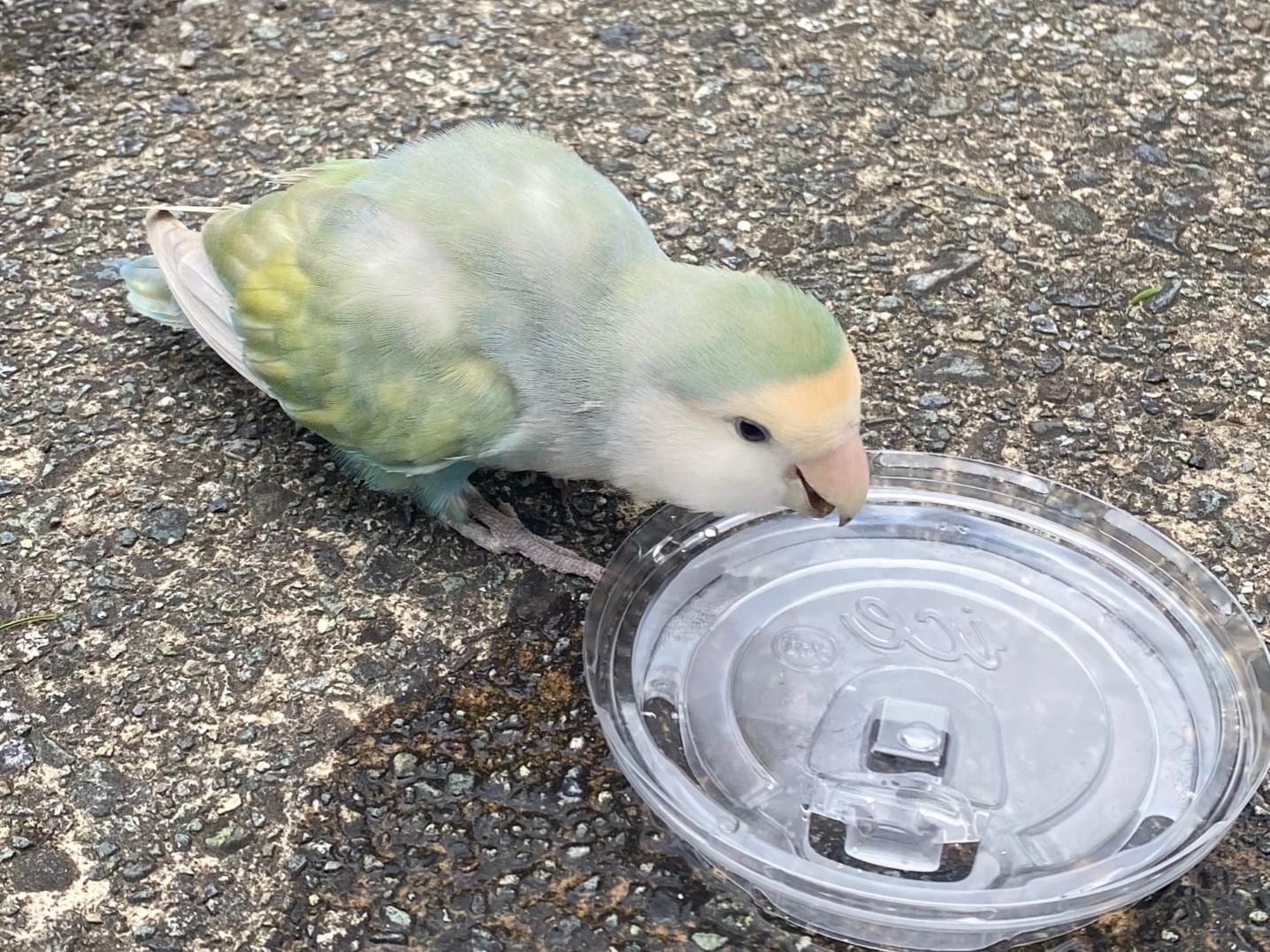 目撃された鳥 目撃された鳥