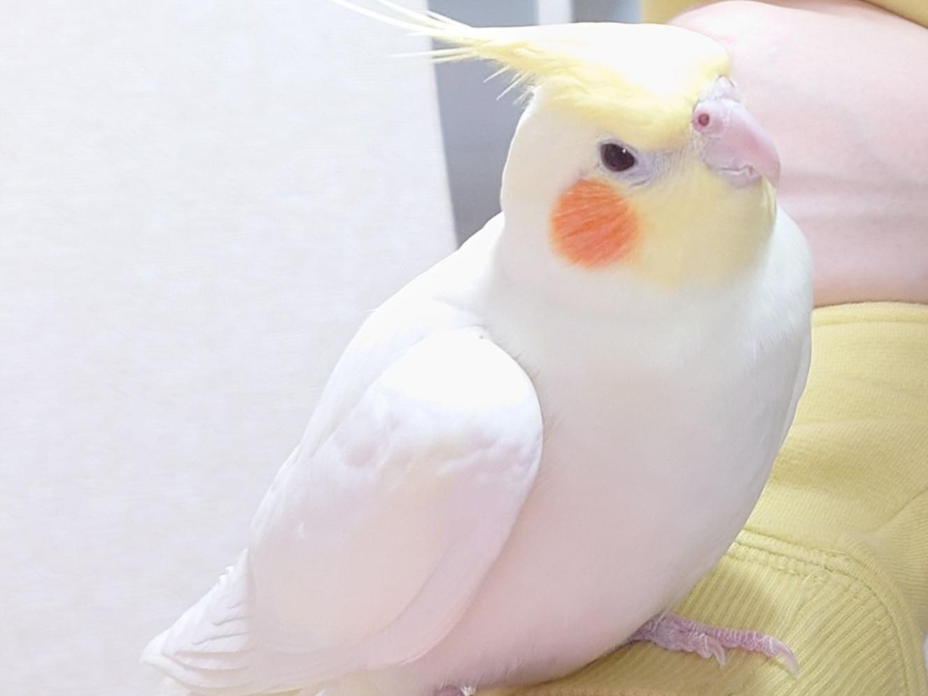 あやめちゃん あやめちゃん