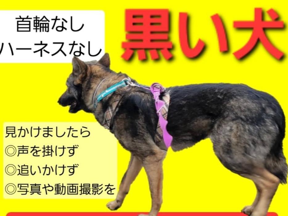 ルークちゃん