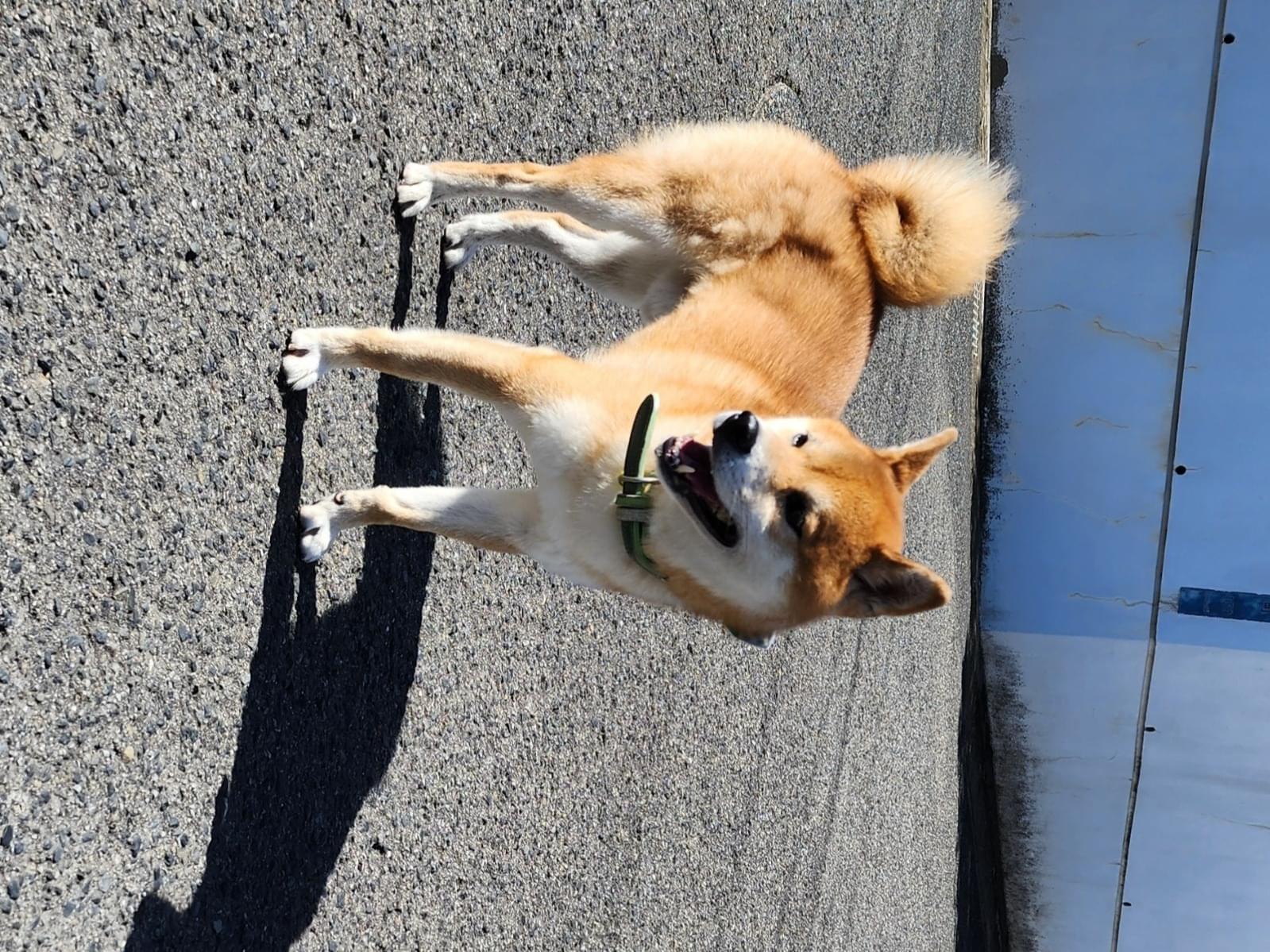 目撃された犬 目撃された犬