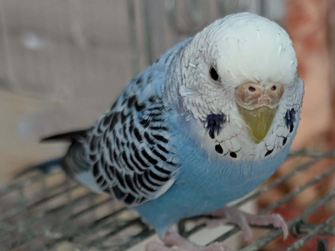 スズちゃん