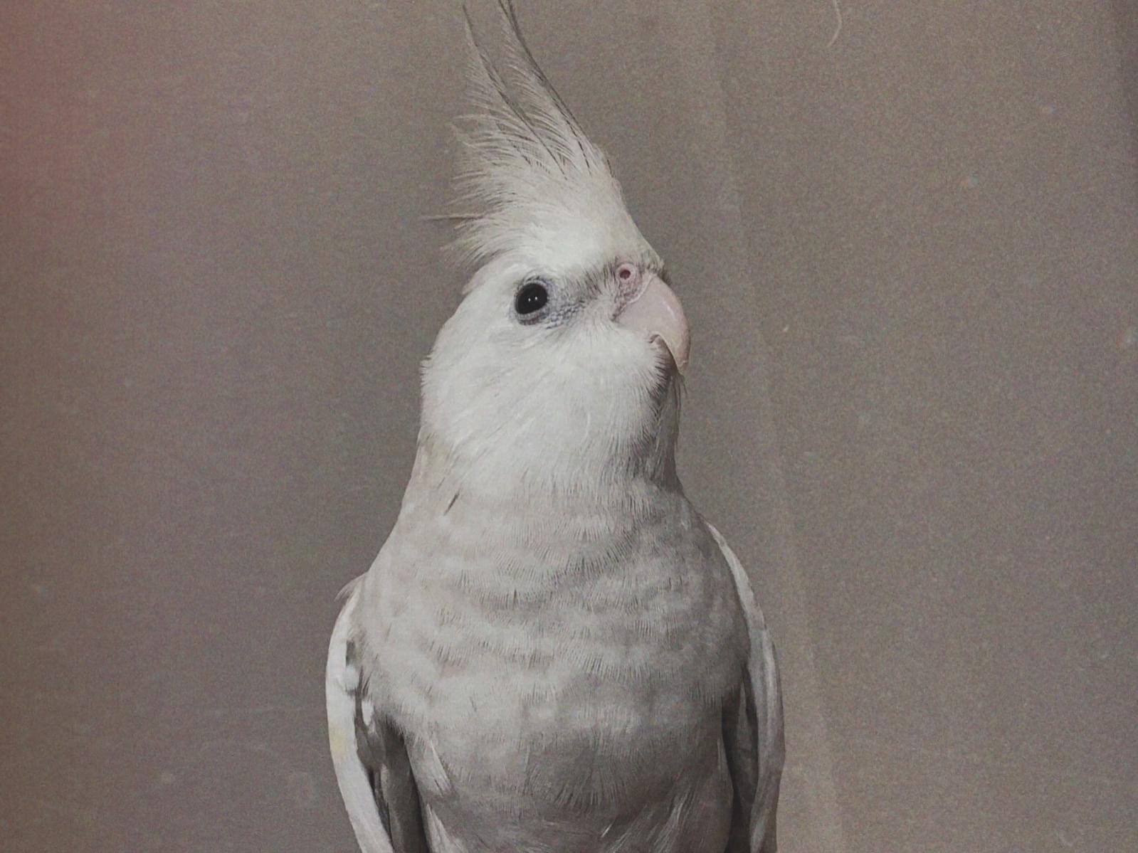 ハクちゃん ハクちゃん