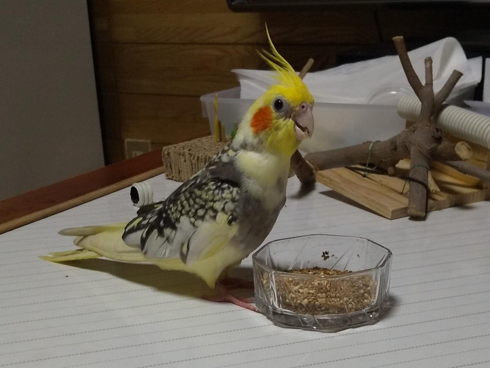 ピピちゃん ピピちゃん