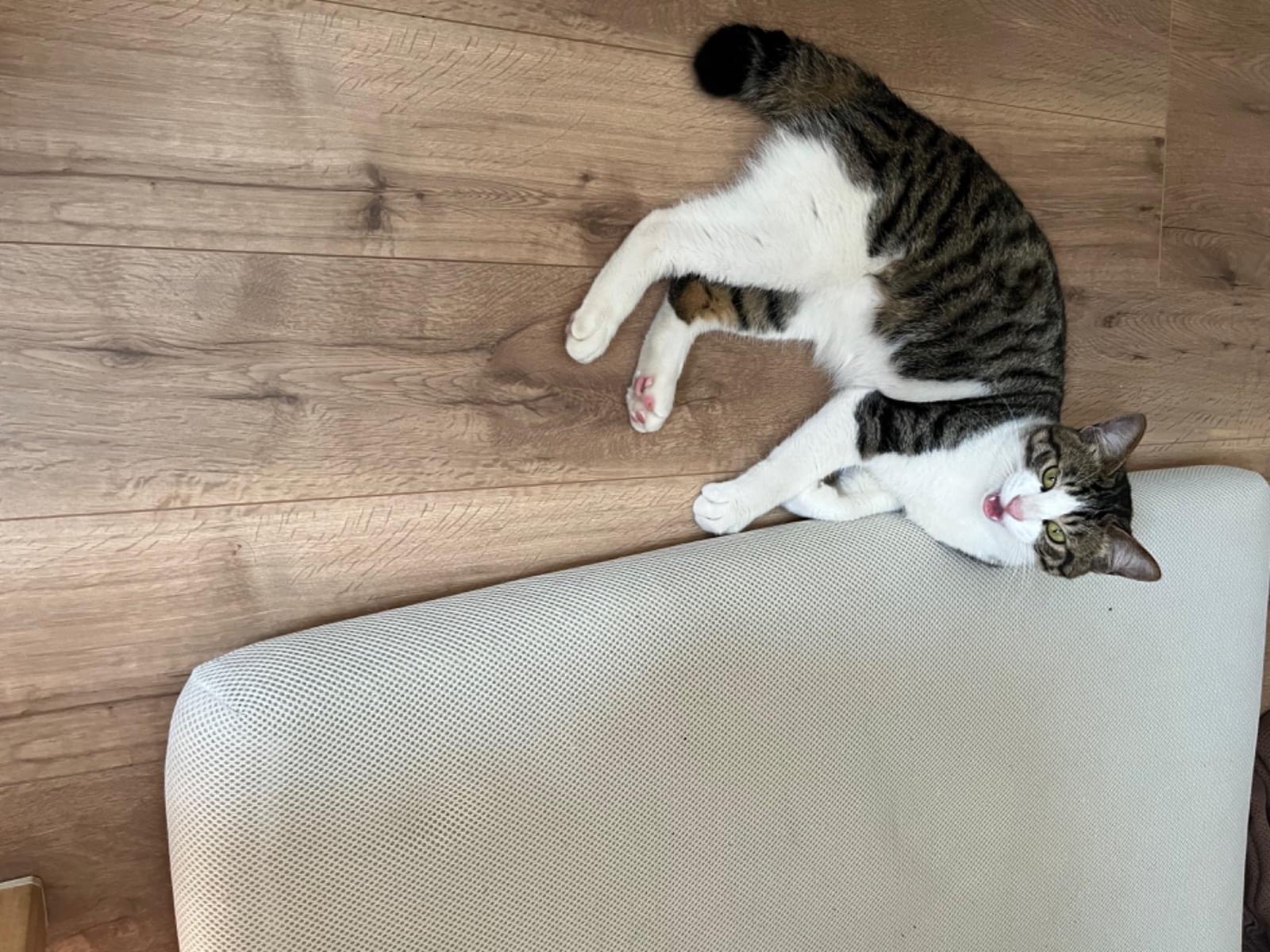 保護された猫 保護された猫