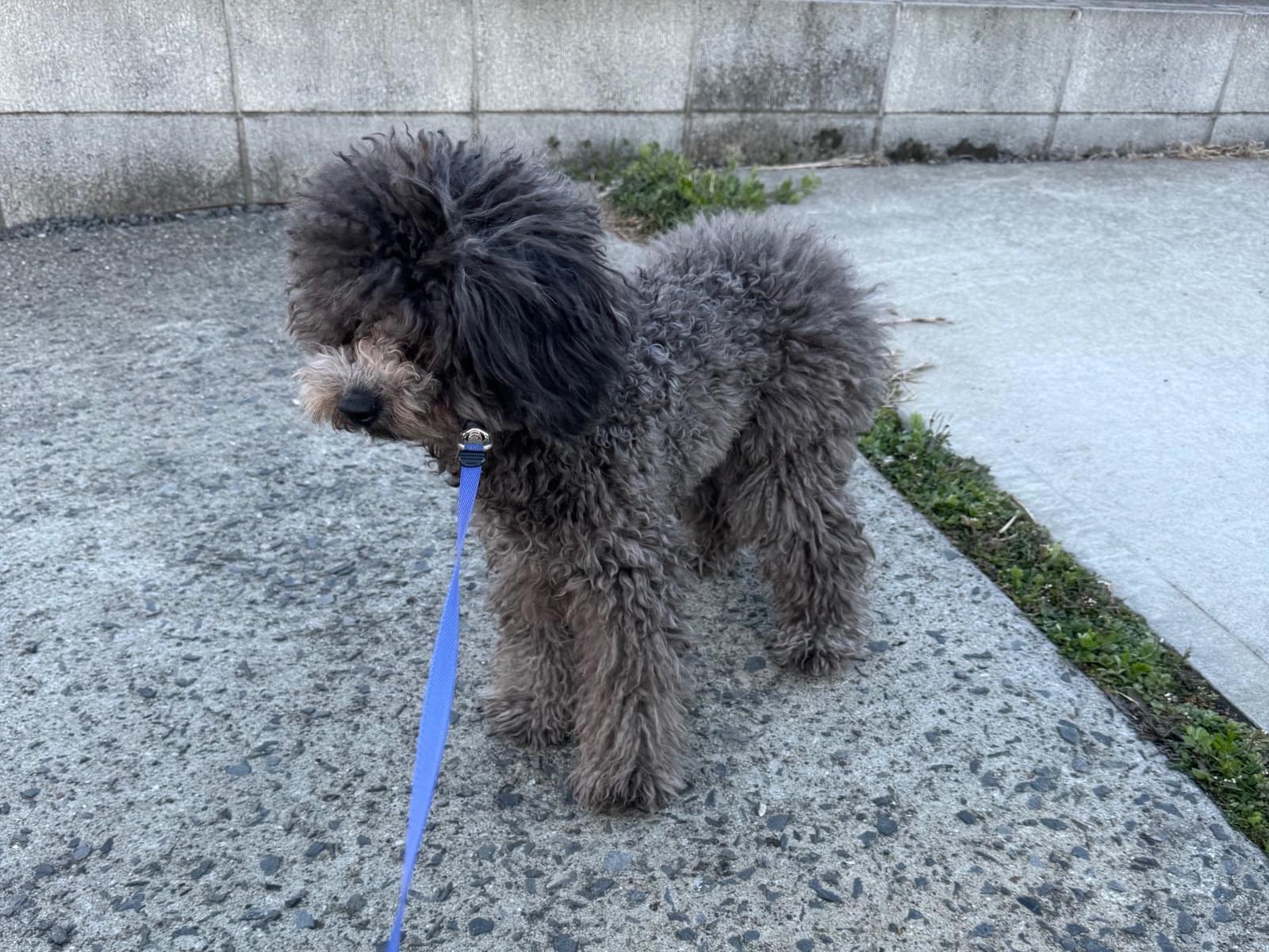 ももちゃん ももちゃん