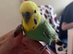 とりっぴーちゃん とりっぴーちゃん