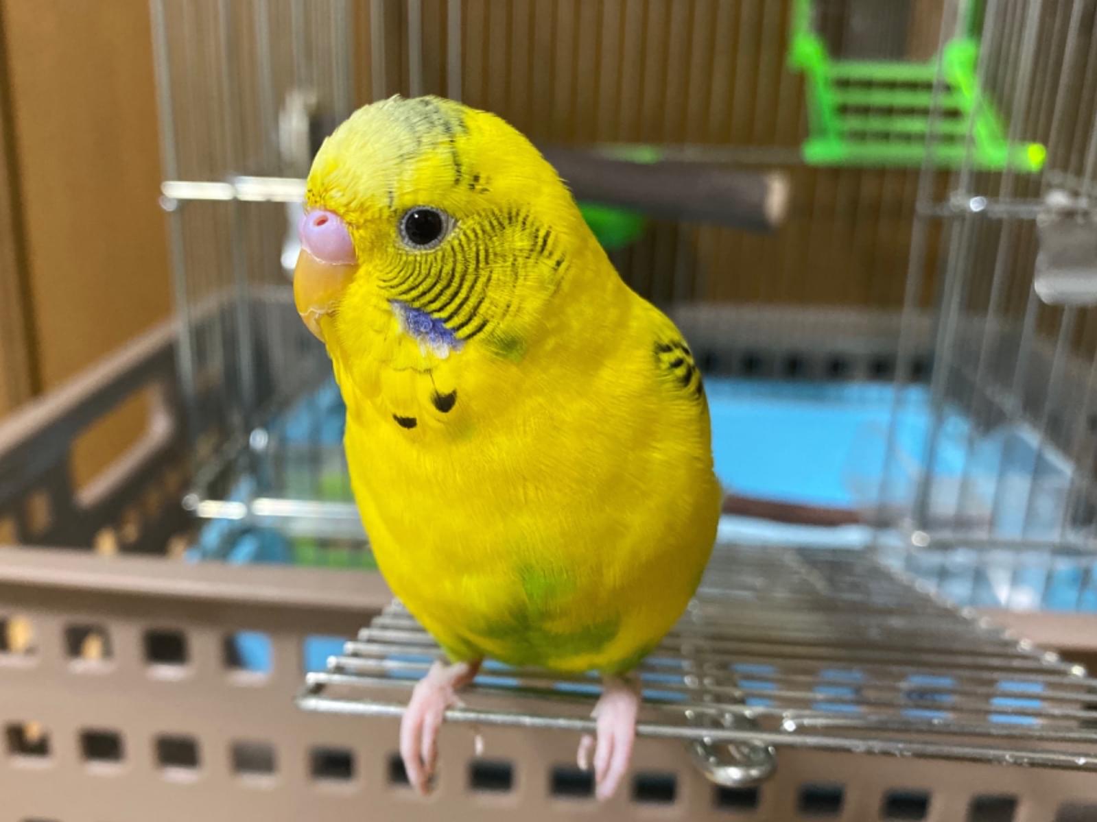 ジャビちゃん ジャビちゃん