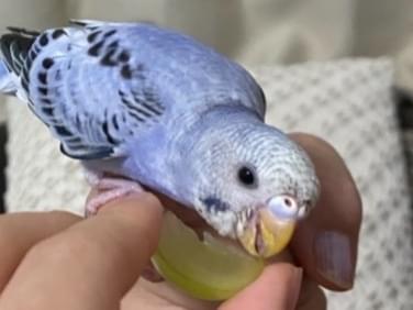 ニコちゃん ニコちゃん