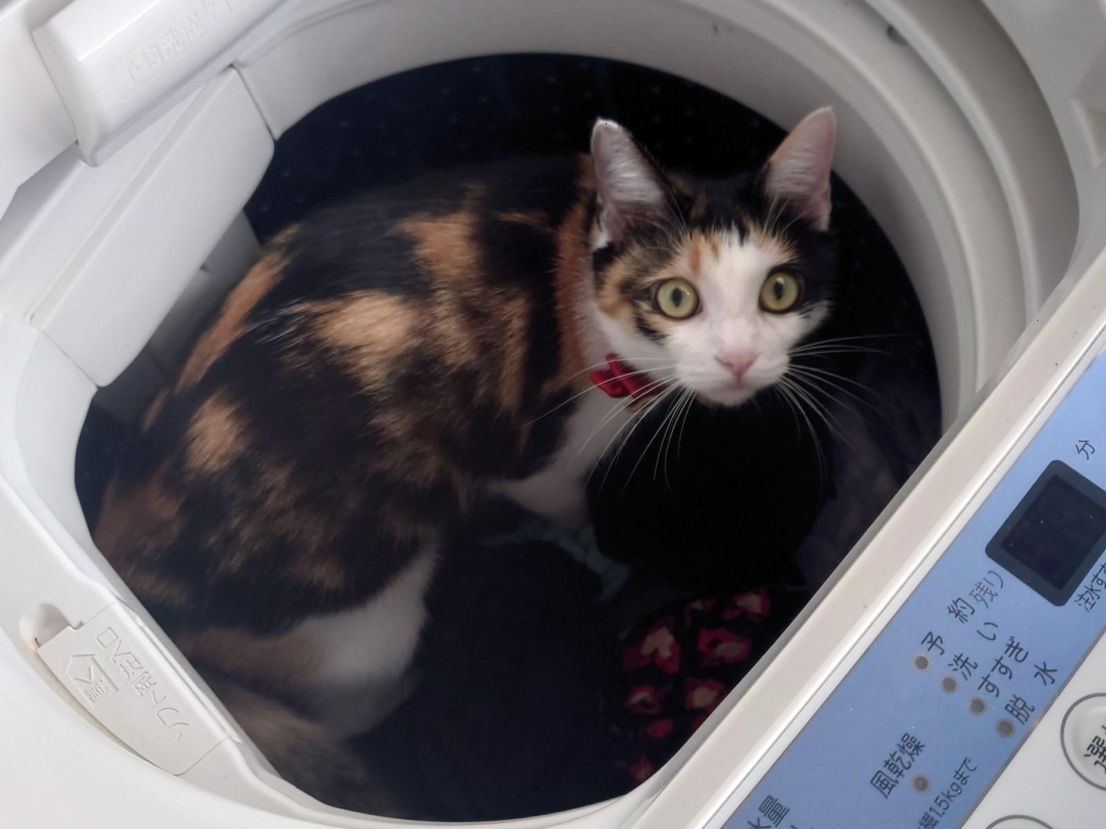 だんごちゃん だんごちゃん