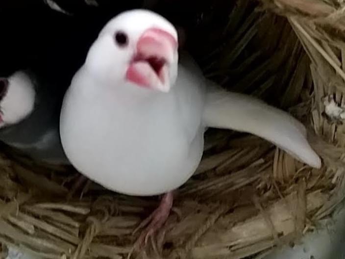 ささみちゃん ささみちゃん