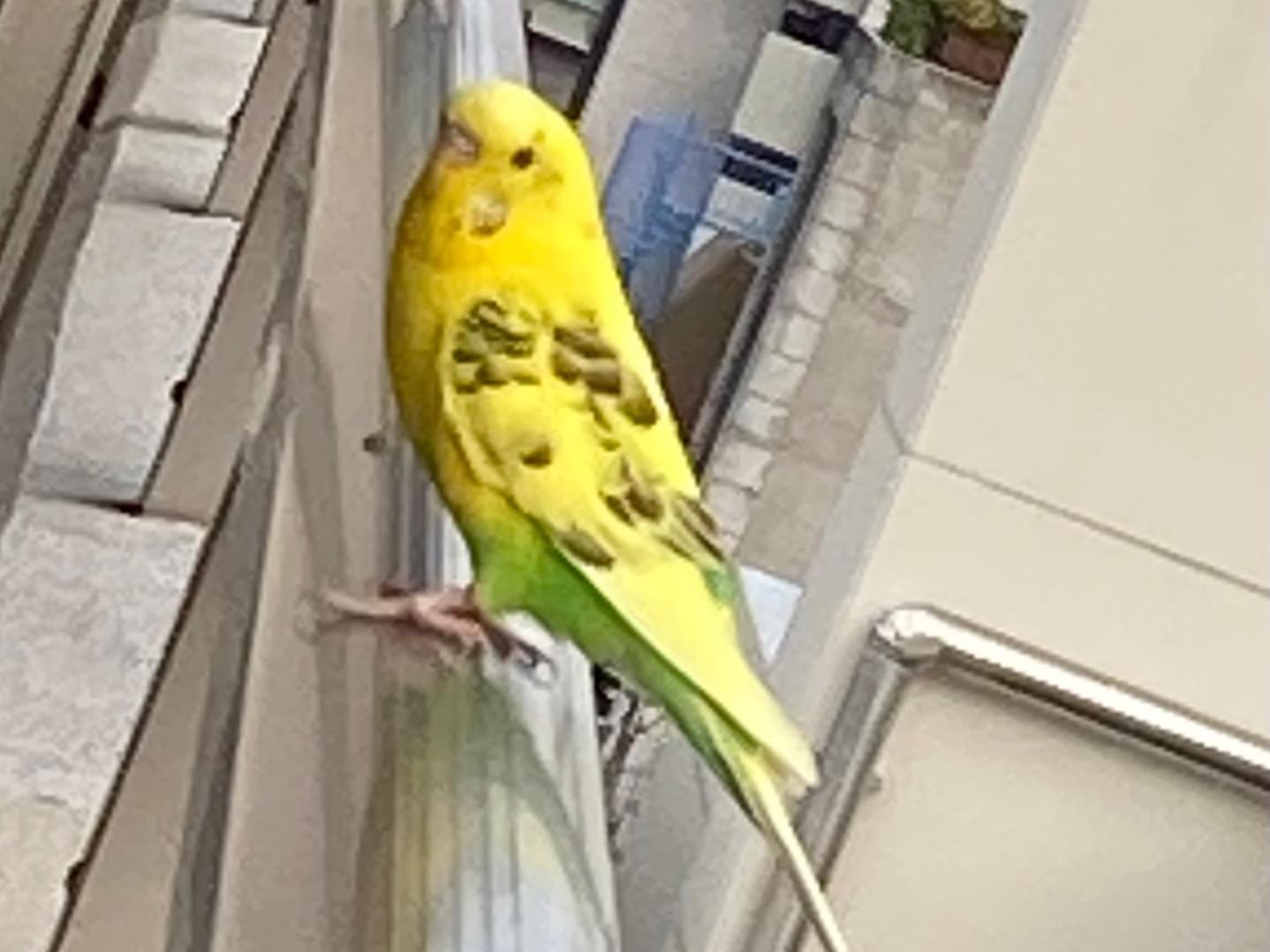 目撃された鳥 目撃された鳥