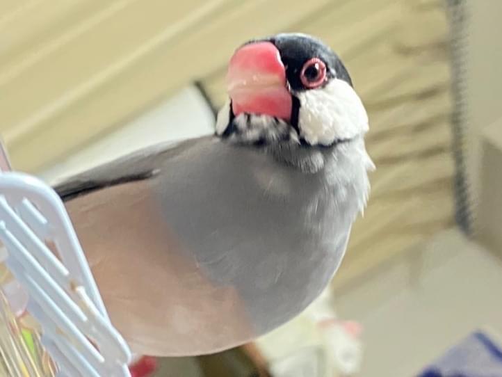 ココちゃん ココちゃん