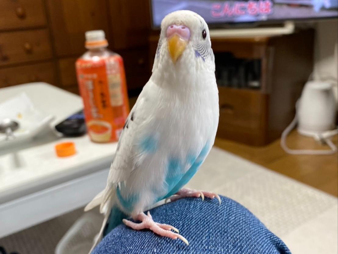 チロコちゃん チロコちゃん