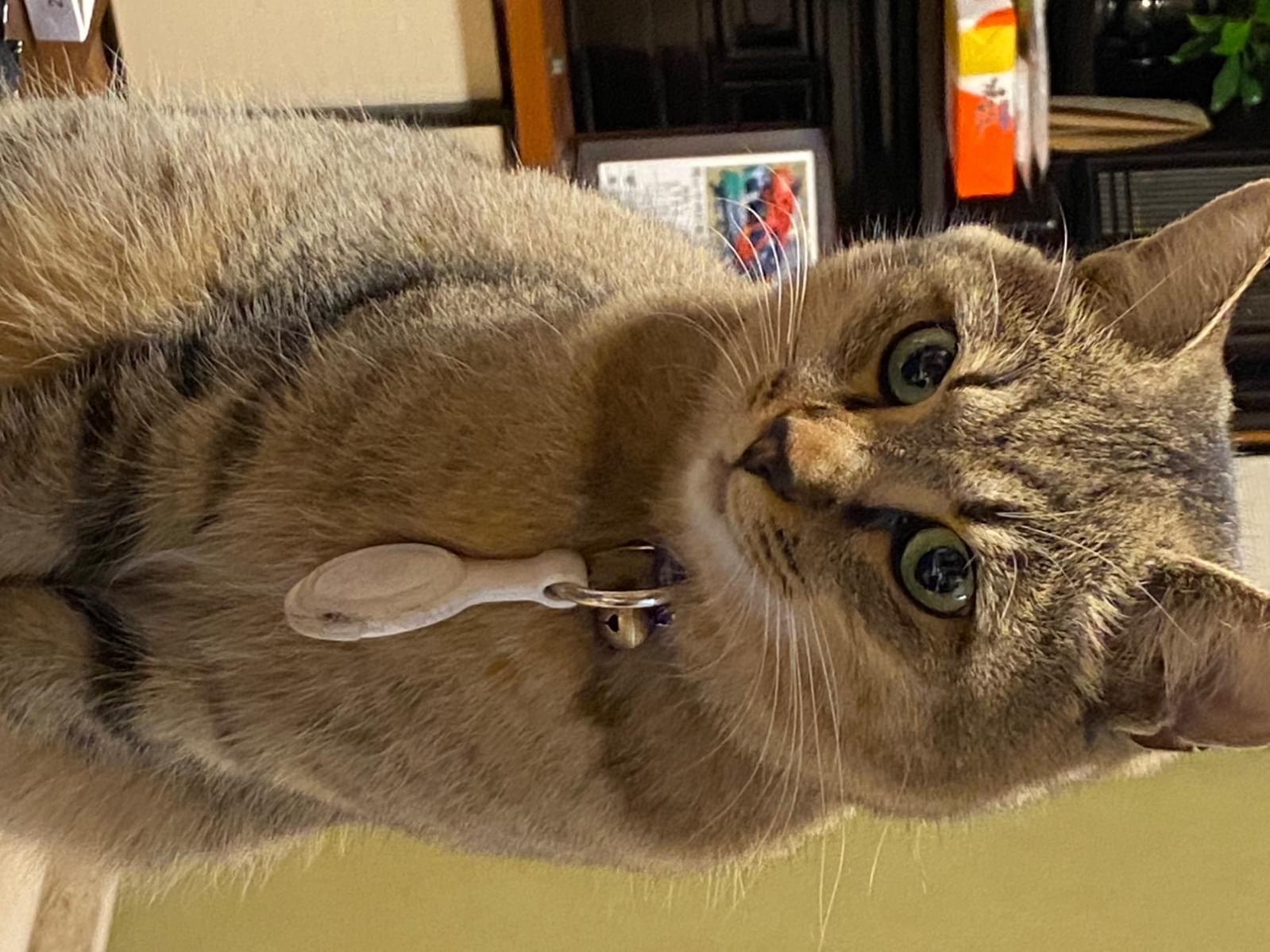 チャチャちゃん