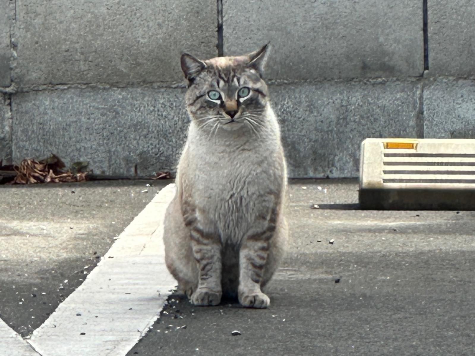 目撃された猫 目撃された猫