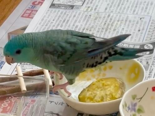 クッキーちゃん クッキーちゃん