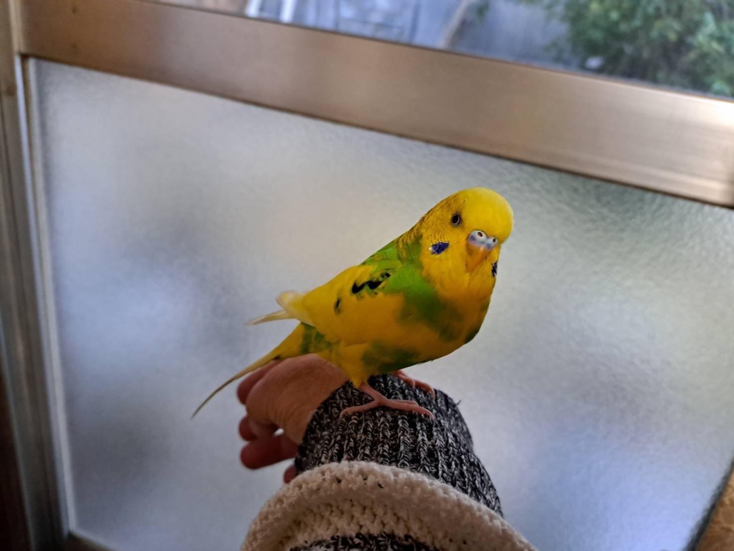 保護された鳥 保護された鳥