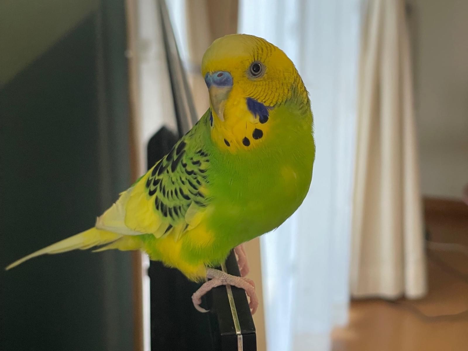 ピーちゃん