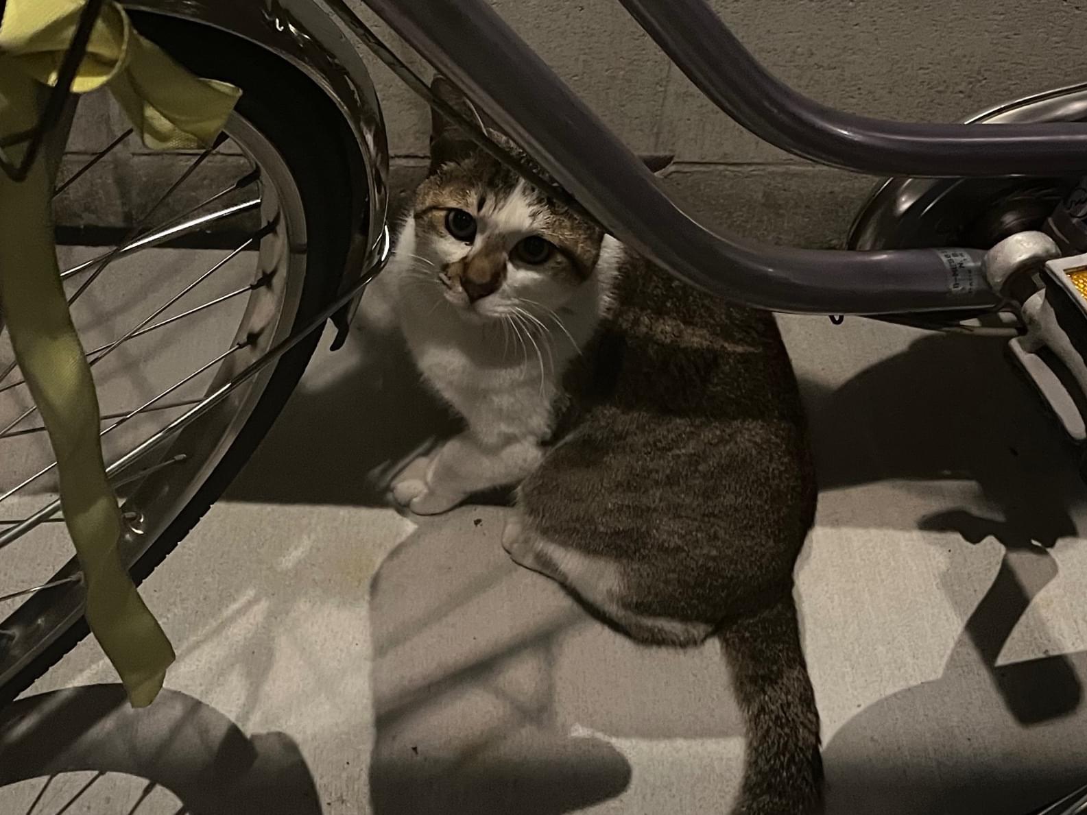 目撃された猫 目撃された猫