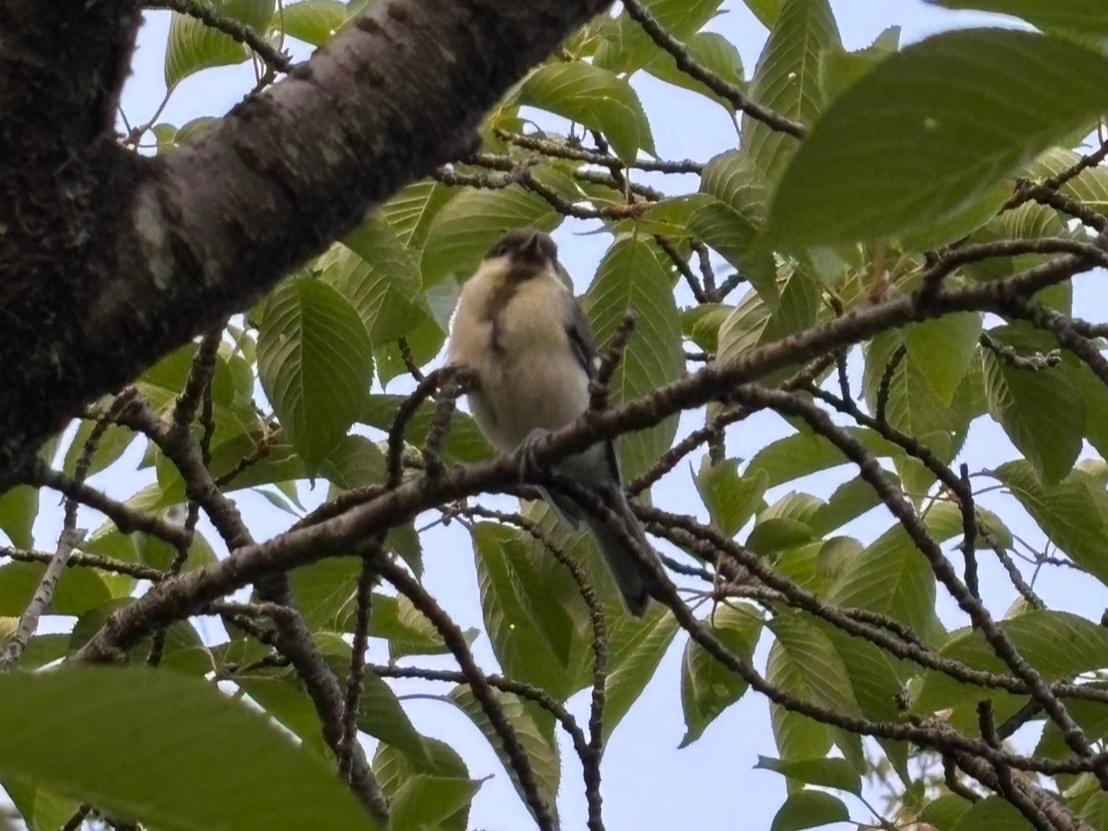 目撃された鳥