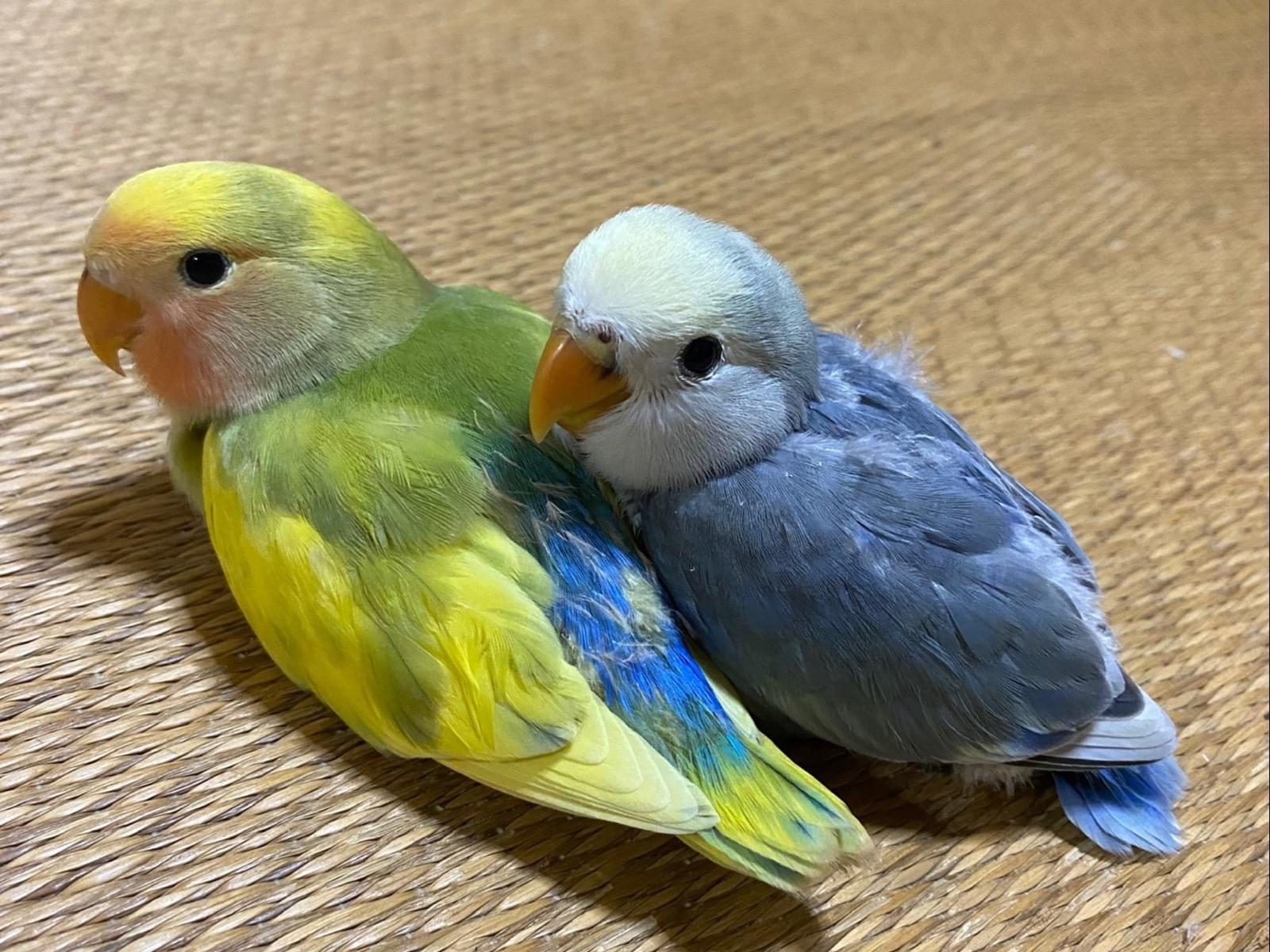 ライチちゃん ライチちゃん