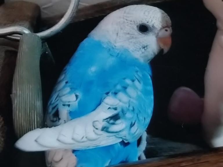 ぴーちゃん ぴーちゃん