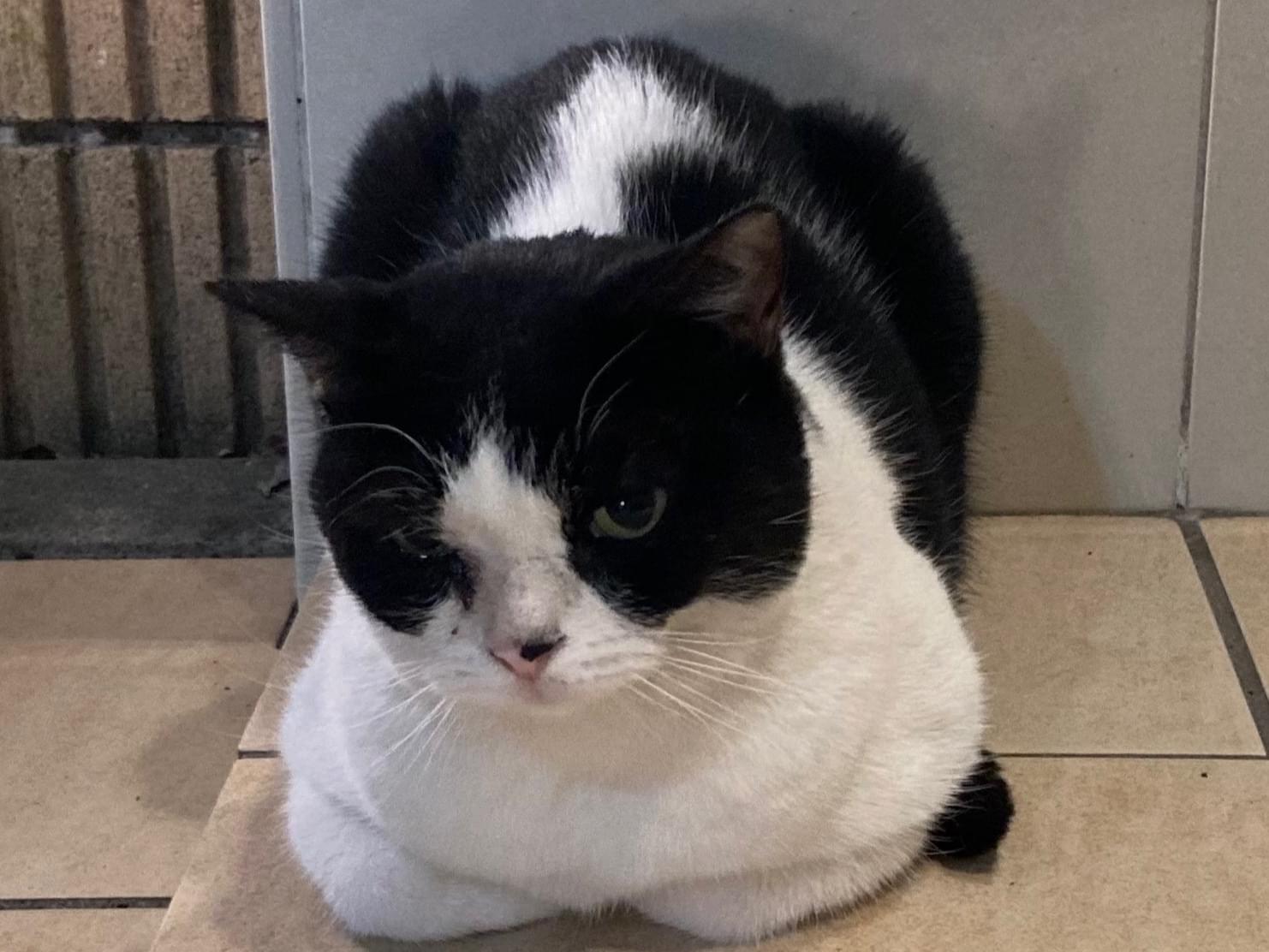 目撃された猫 目撃された猫