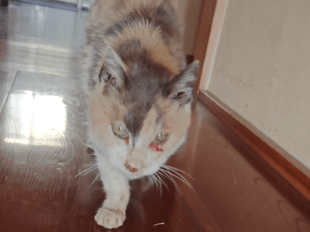 ミックスちゃん