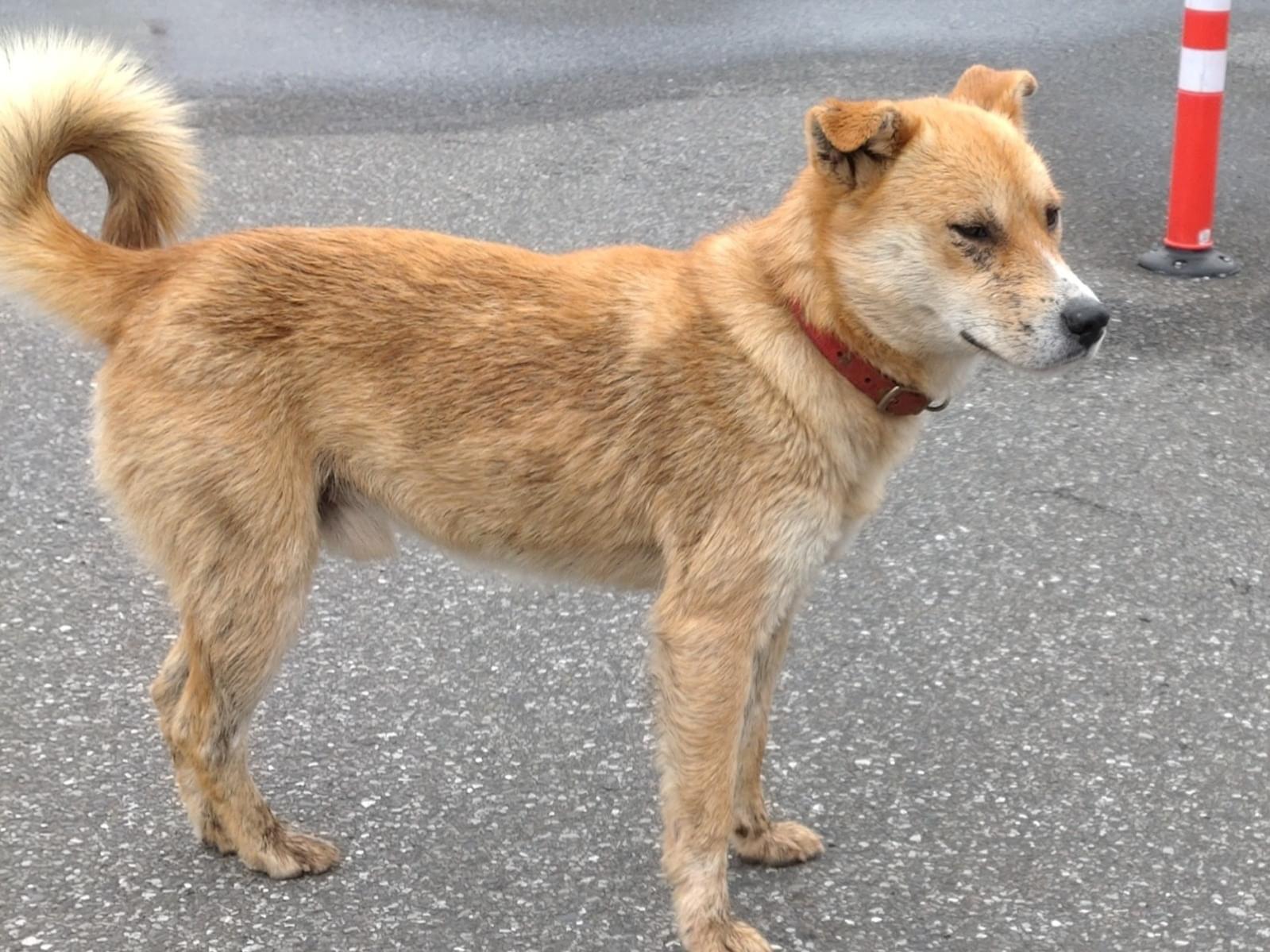 目撃された犬 目撃された犬