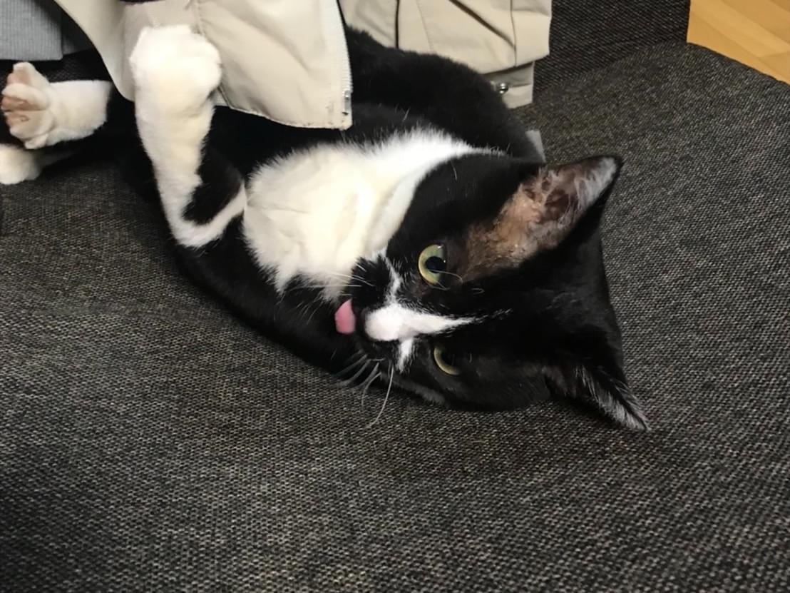 こねちゃん こねちゃん