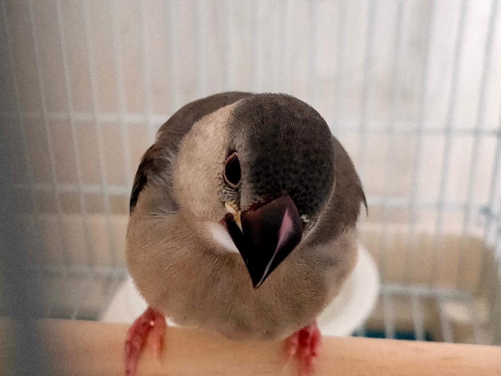 よっちゃん よっちゃん