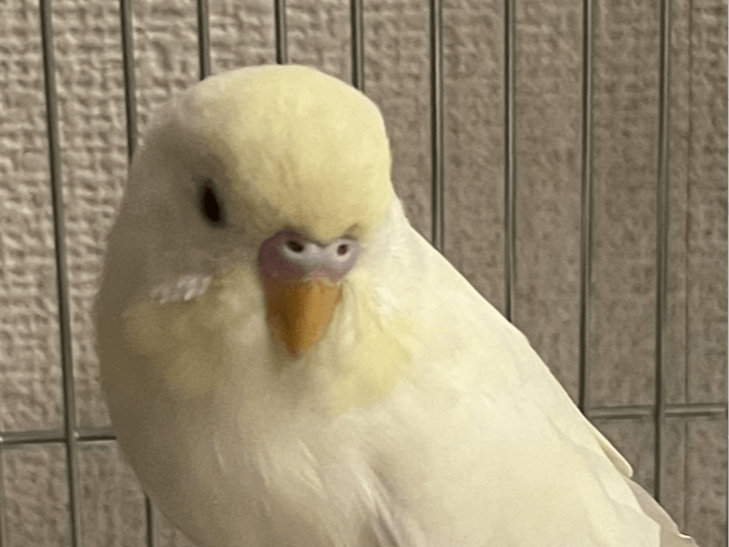 保護された鳥 保護された鳥