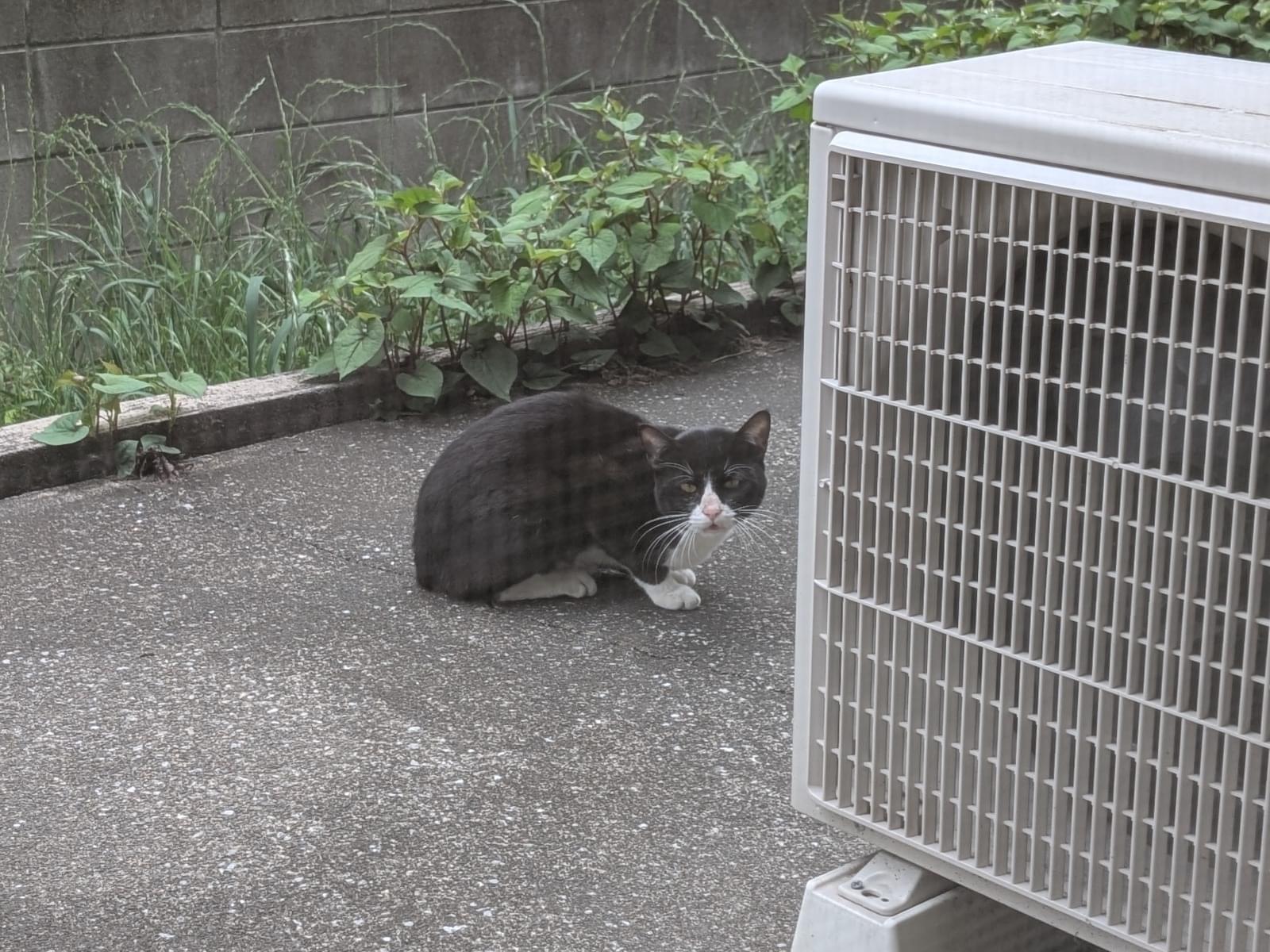 保護された猫 保護された猫