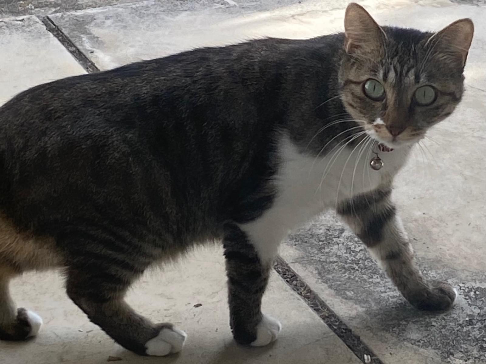 目撃された猫 目撃された猫