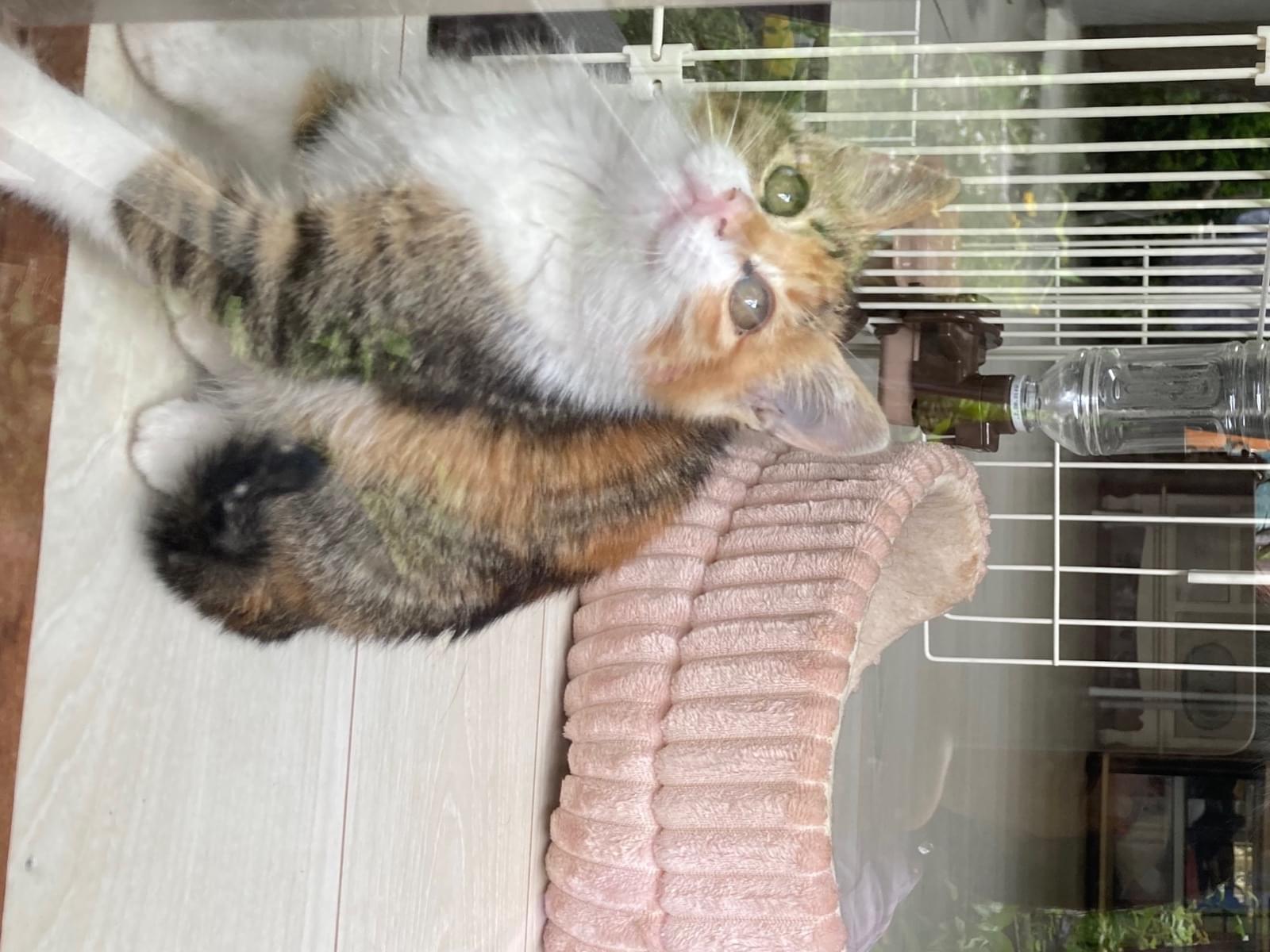保護された猫 保護された猫