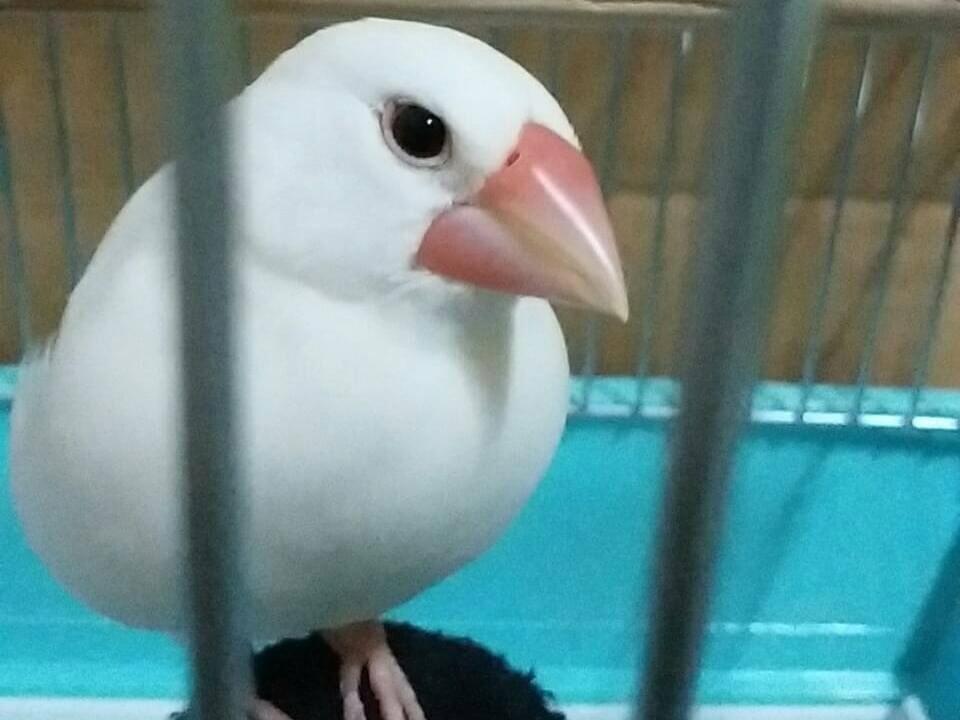 ふみおちゃん ふみおちゃん