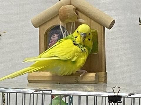 トコちゃん トコちゃん