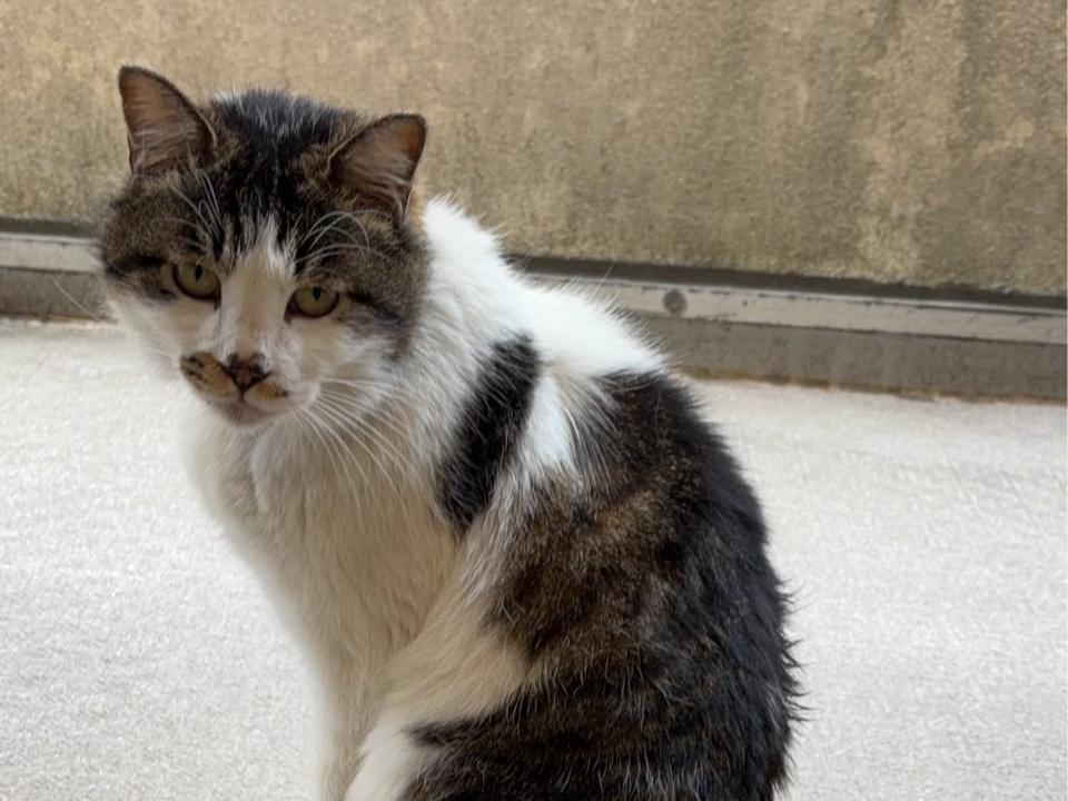 目撃された猫 目撃された猫