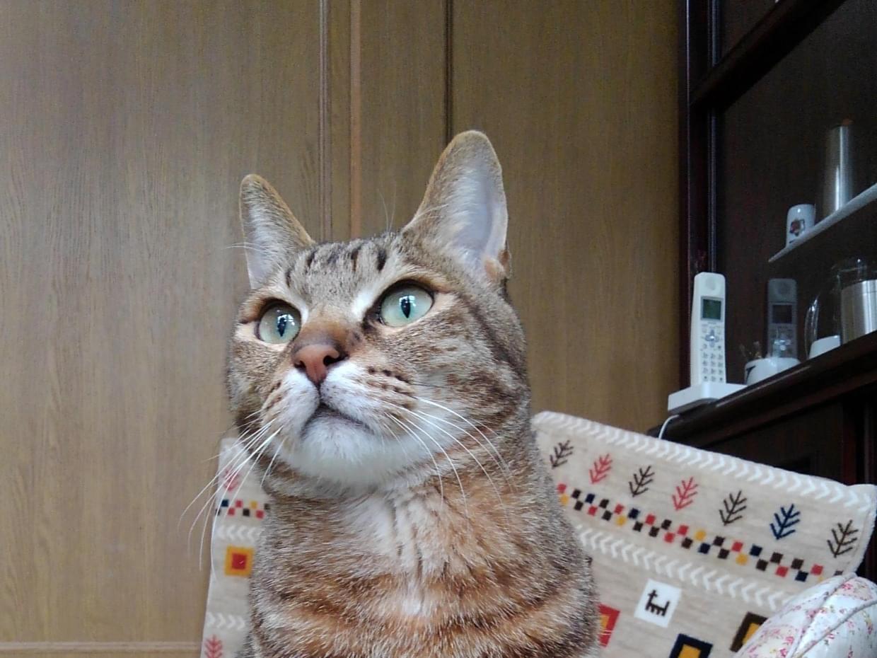 レオちゃん レオちゃん