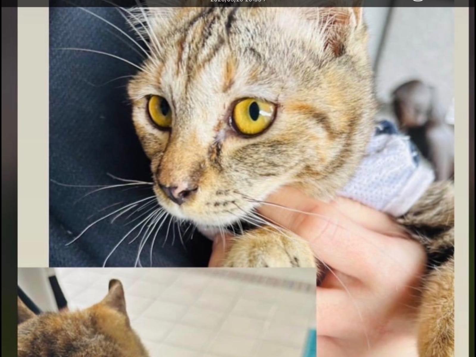 保護された猫 保護された猫