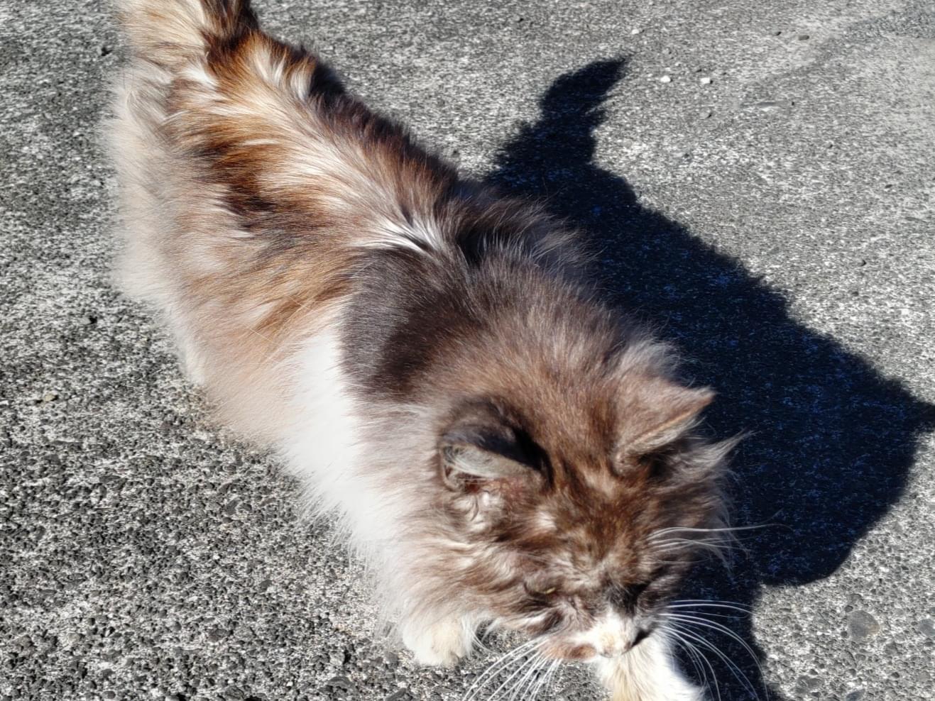 保護された猫 保護された猫