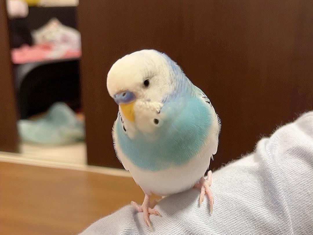 ピコちゃん ピコちゃん