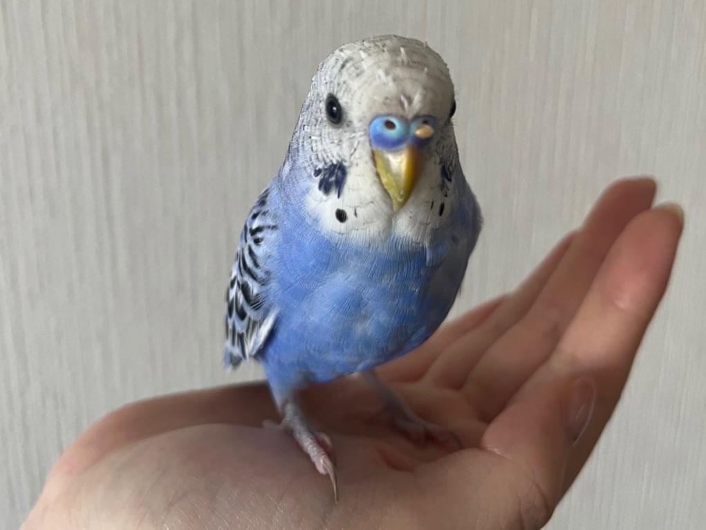 めめちゃん めめちゃん