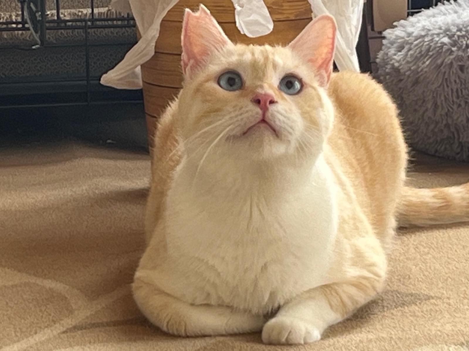 こむぎちゃん こむぎちゃん