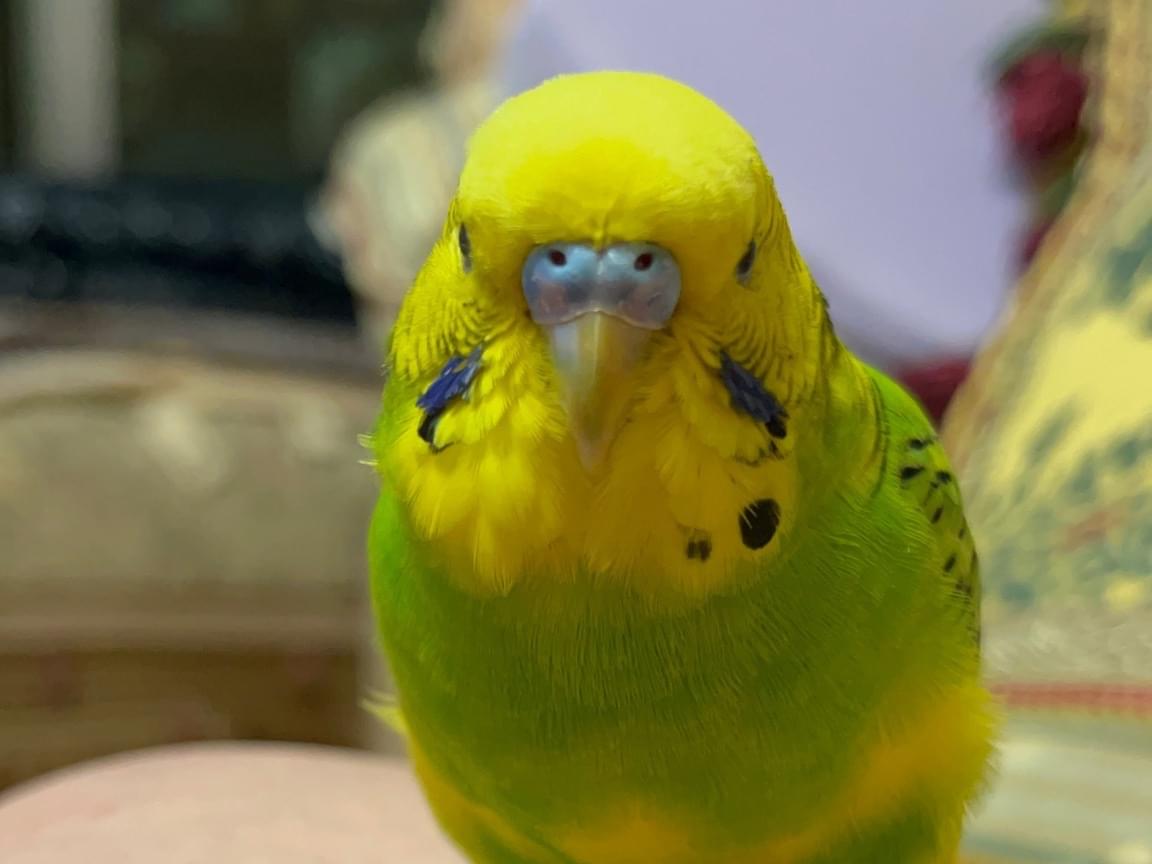 ぴーきちちゃん ぴーきちちゃん