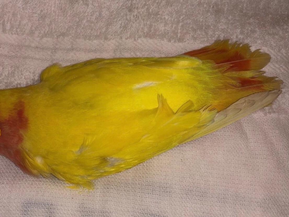 保護された鳥 保護された鳥