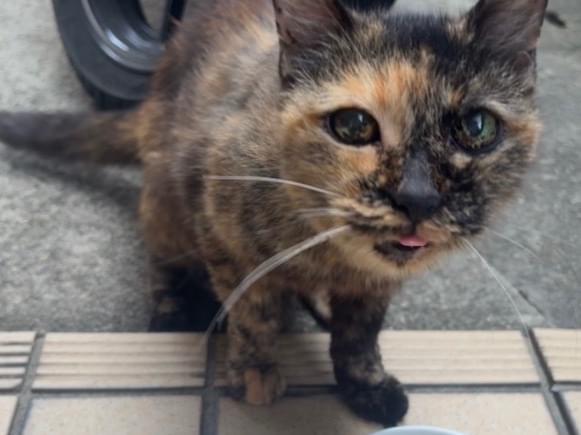 目撃された猫 目撃された猫