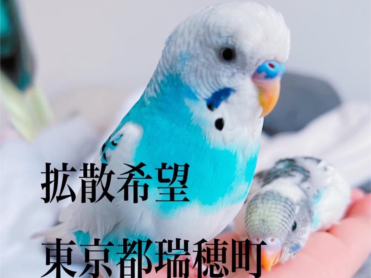 あんちゃん あんちゃん