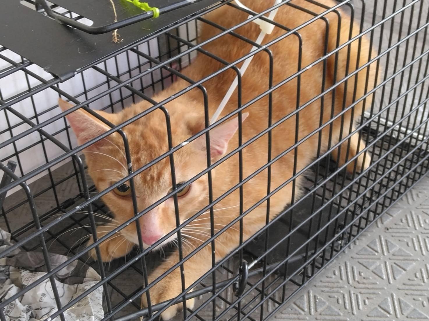 保護された猫 保護された猫